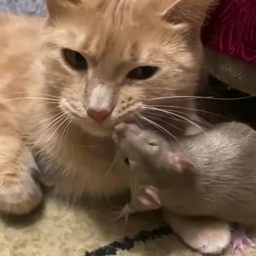 Tom and Jerry have moved past their fighting history