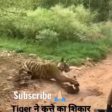 Tiger killed dog