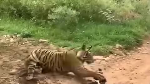 Tiger killed dog