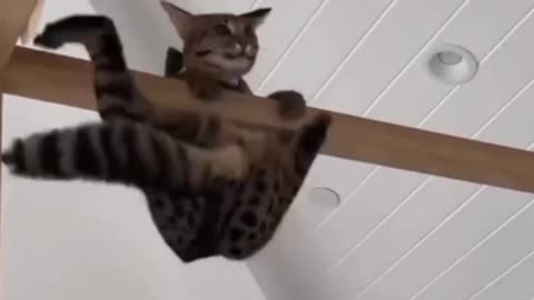 Funy