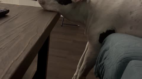 Pitbull Rests in an Odd Way