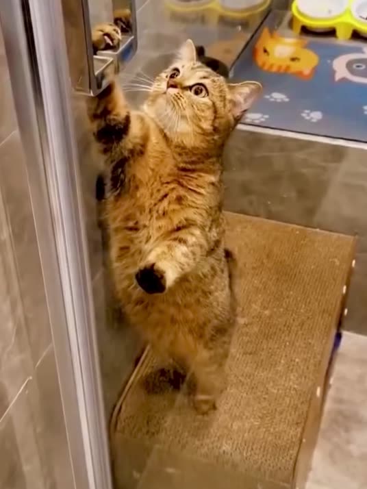 Clever cats you never watch this before