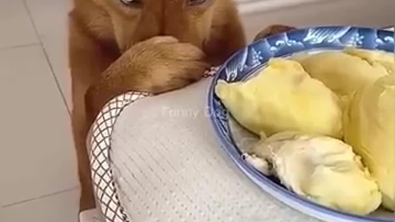 Funny video dog