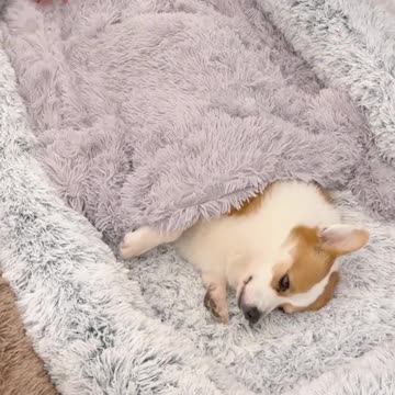 When a Dog Owner Falls in Love with the Dog Bed