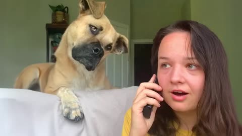 When your dog can understand what you're saying