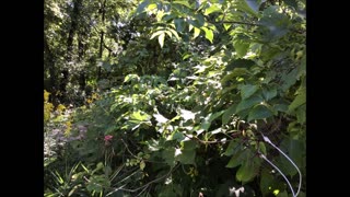 Plentiful Elderberry Sept 2022