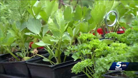 Program offers money to gardeners who grow plants native to Oklahoma