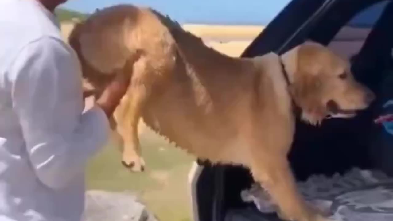 Dog doesn’t want to leave.. 😅