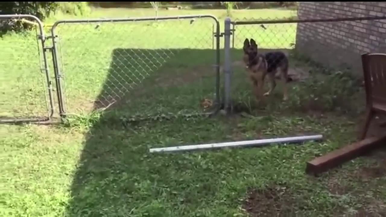 Cutest and Funniest Shocked Animal Reactions! 🥰😂 (Sound Effects Make it 10x Better!)