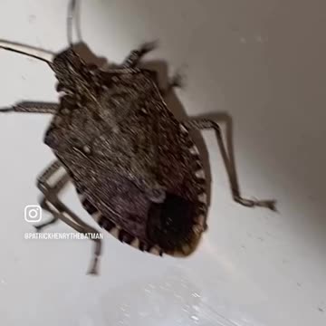 "Star Destroyer of The Illuminati with $hockoebottomboy$" by Patrick Henry The Batman