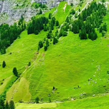 Evergreen OMG 🤗😍