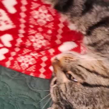 Zorro and Moty on some Cat 🐈 Behavior 😺