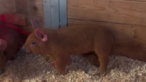 Herding Puppy's First Day on the Job