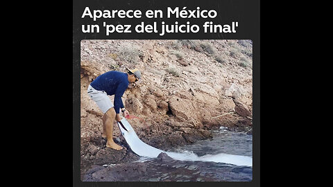 🐟😰Pareja rescata un 'pez del juicio final' en México