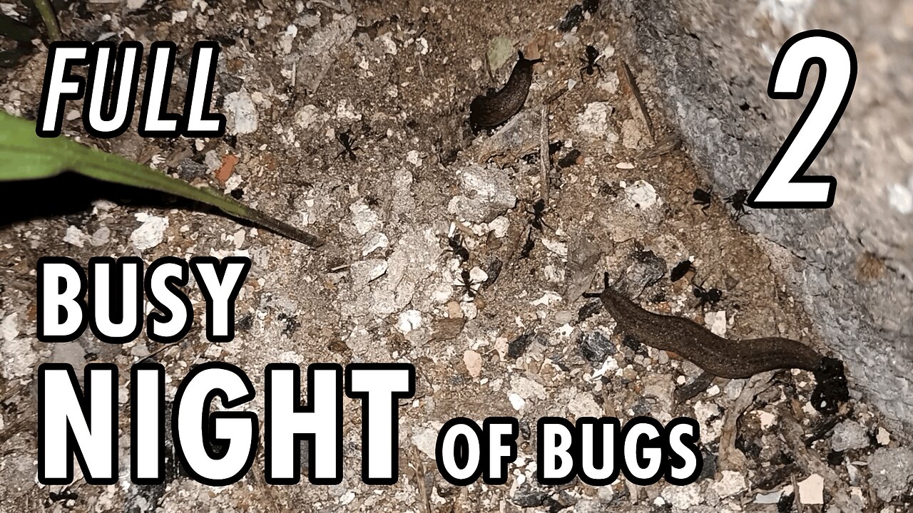 ASMR | Just as I like it. One night with lots of bugs here and there - Full 1h 45' Part 2