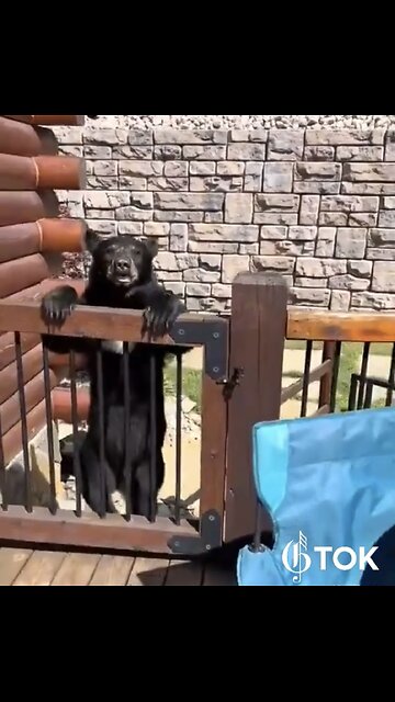 HUNGRY BEAR🏕️🐻🌳CAME LOOKING FOR DINNER🥘⛺️🐻💫