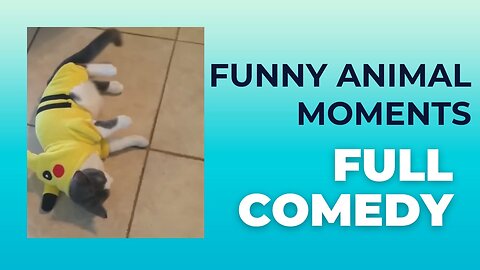 "Funny animal Moments | Hilarious & Cute animal Videos That Will Make You Smile!"