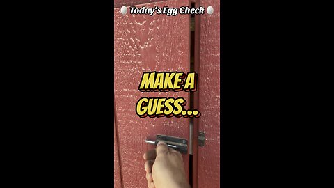 🥚 Today’s Egg Check! 🥚