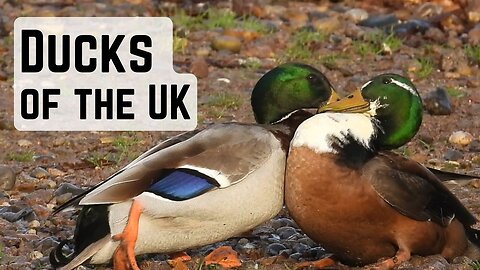 WHATS THE QUACK? The Common ducks of the UK.