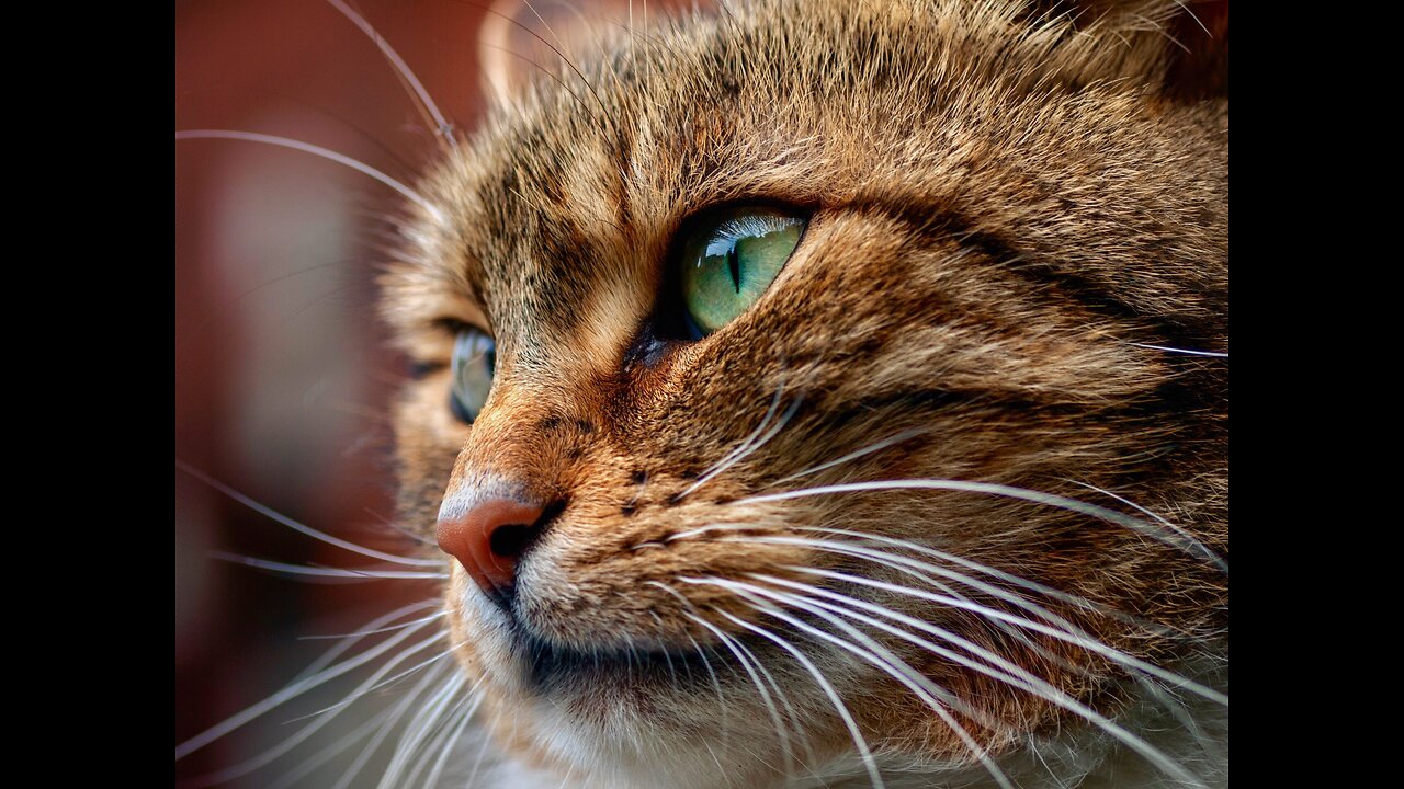 Why Do Animals Have Whiskers Anyway ? Watch Important Pet Owner Tip At The Very End !