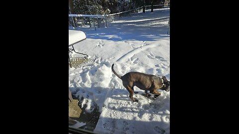 Duke enjoys snow from Pensacola, Florida