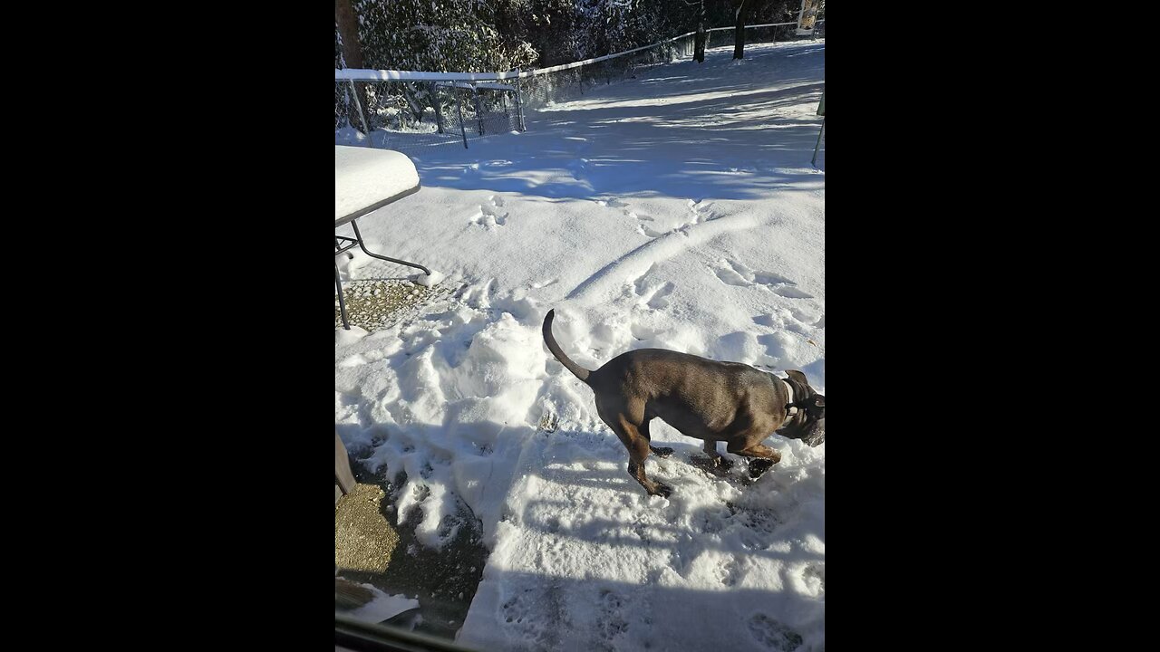 Duke enjoys snow from Pensacola, Florida