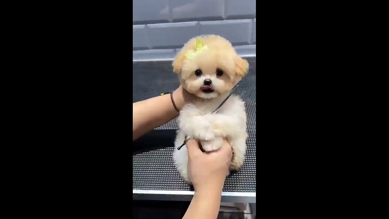 cute dog video ❤️