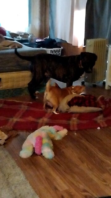 Chihuahua attacks Great Dane