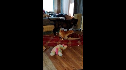 Chihuahua attacks Great Dane