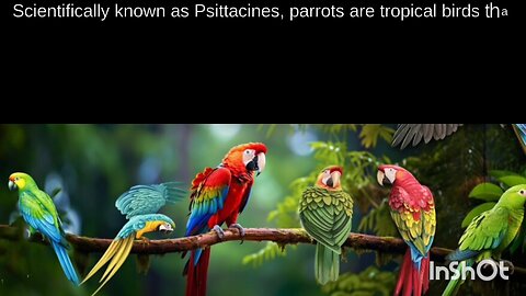 parrot essay