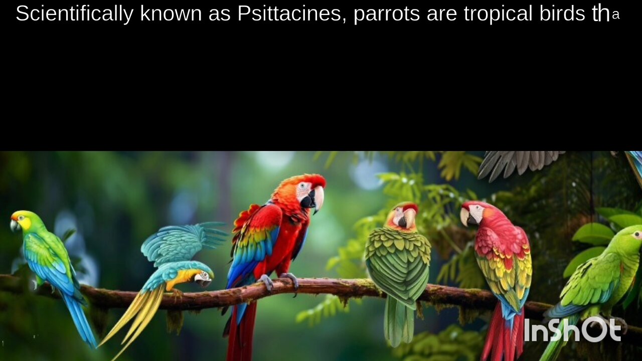 parrot essay