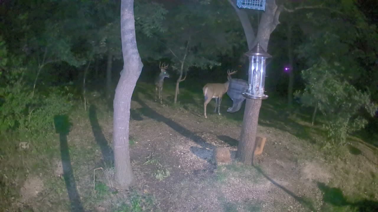 Two Bucks