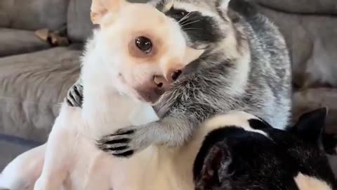 Bruce the raccoon having snuggle struggles 🤒