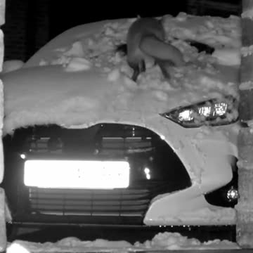 Cute fox helps cleaning snow off of the car