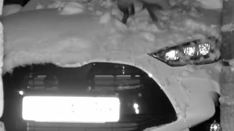 Cute fox helps cleaning snow off of the car