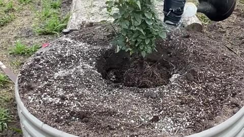🥳 New Year New Garden Solution!🥳 Early bird with Anleolife raised garden bed