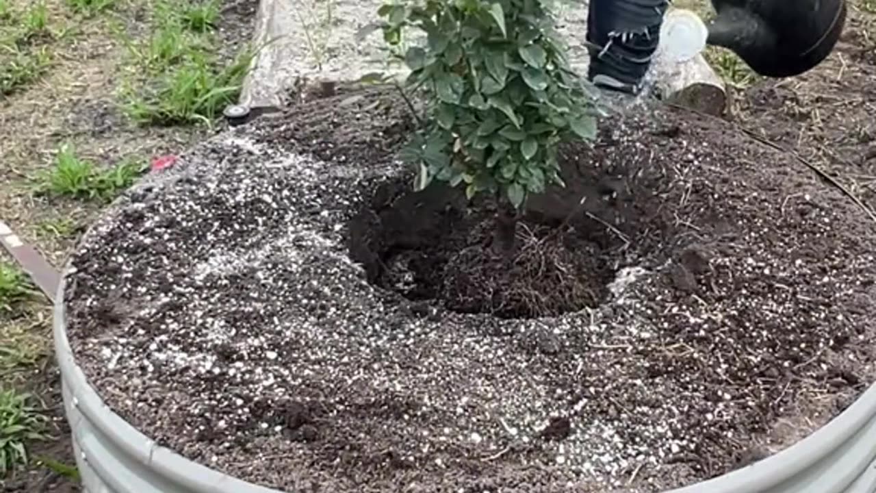 🥳 New Year New Garden Solution!🥳 Early bird with Anleolife raised garden bed