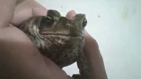 I put a frog in my hand for few seconds, without hurting it [Nature & Animals]