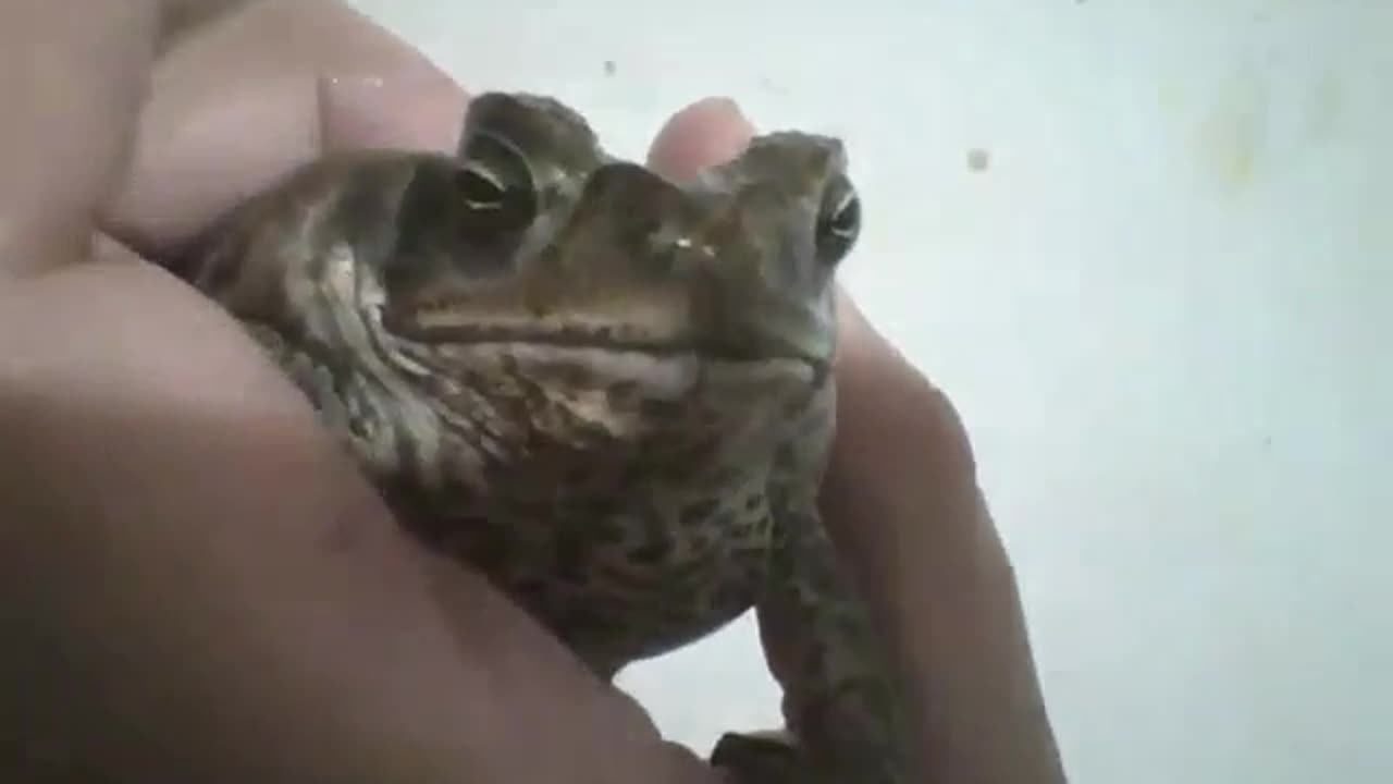 I put a frog in my hand for few seconds, without hurting it [Nature & Animals]