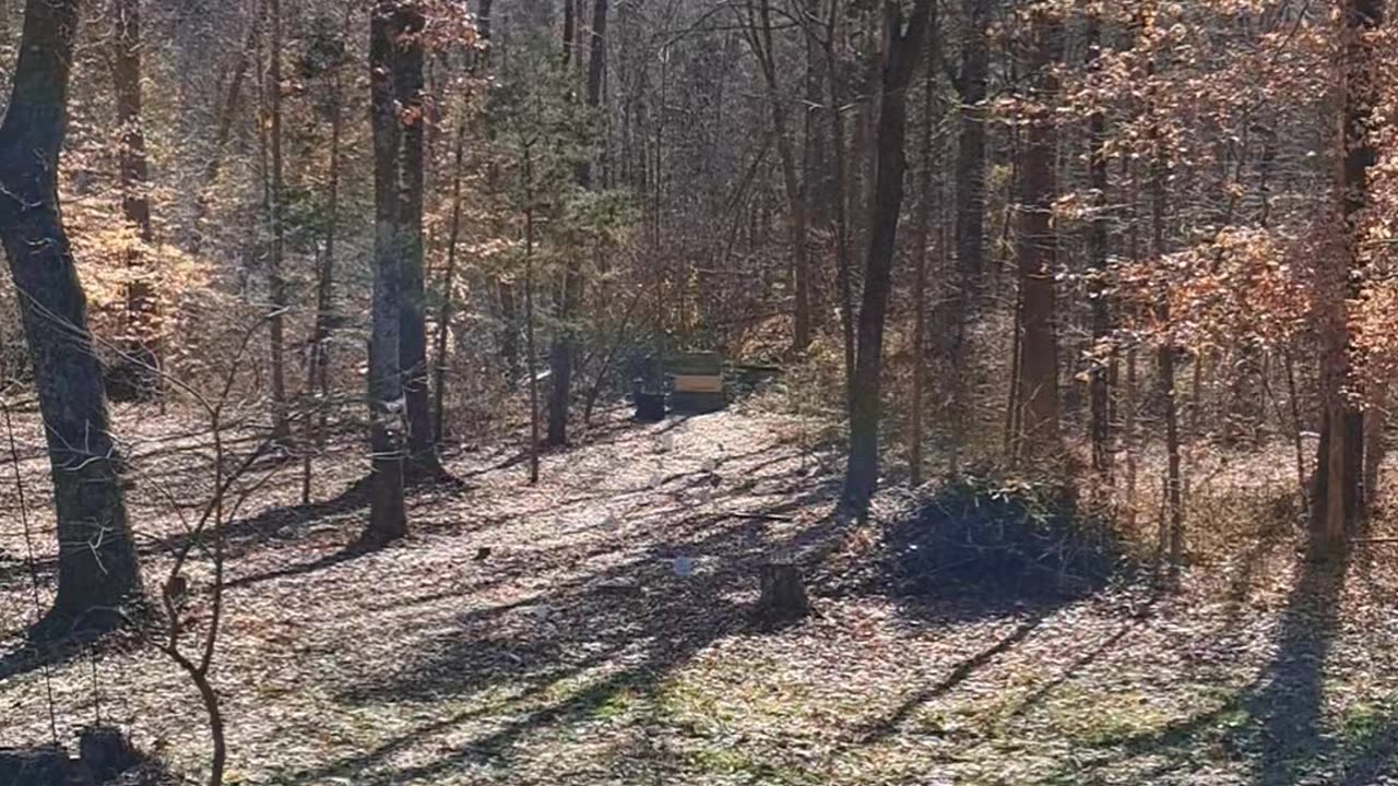 The sound of hounds running a deer