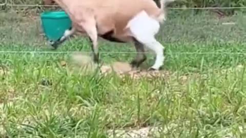 How do these poor fainting goats not injure themselves 😭