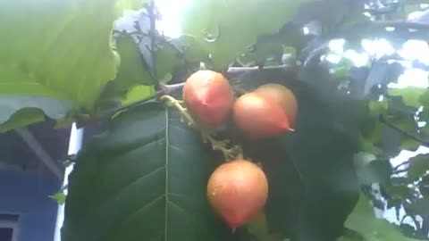 Bunchosia armeniaca tree with lot of fruits, recorded during a small rain [Nature & Animals]