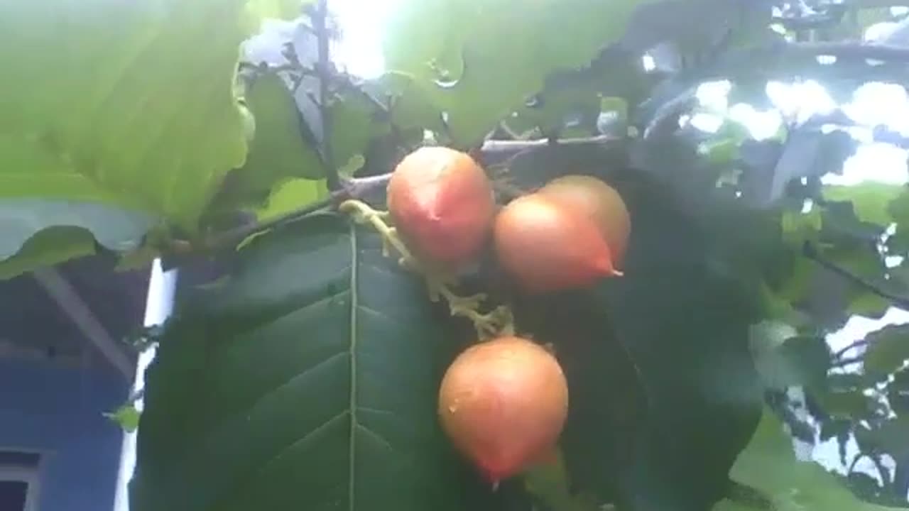 Bunchosia armeniaca tree with lot of fruits, recorded during a small rain [Nature & Animals]