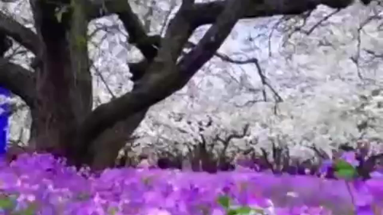 Refresh With beautiful flower garden with cherry blossom 😍🌸