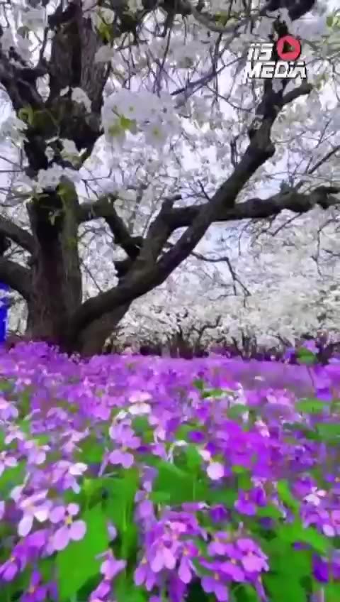 Refresh With beautiful flower garden with cherry blossom 😍🌸