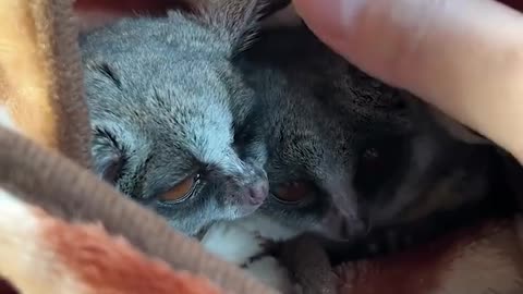 This jumping galagos are so adorable 🥰