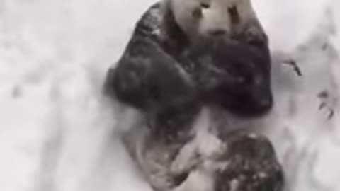 Funny panda videos