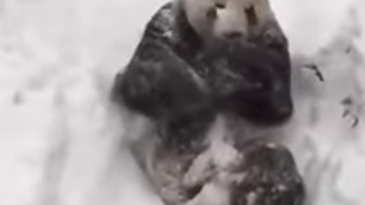 Funny panda videos