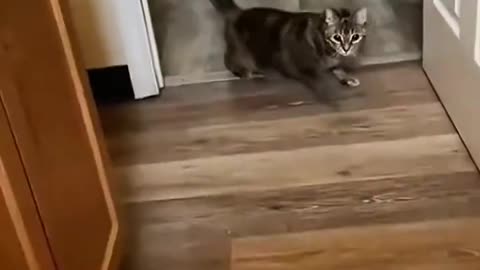 look at the end 🤣🤣 #pet #cat #dog #cute #animals #foryou #typ #funny #shorts