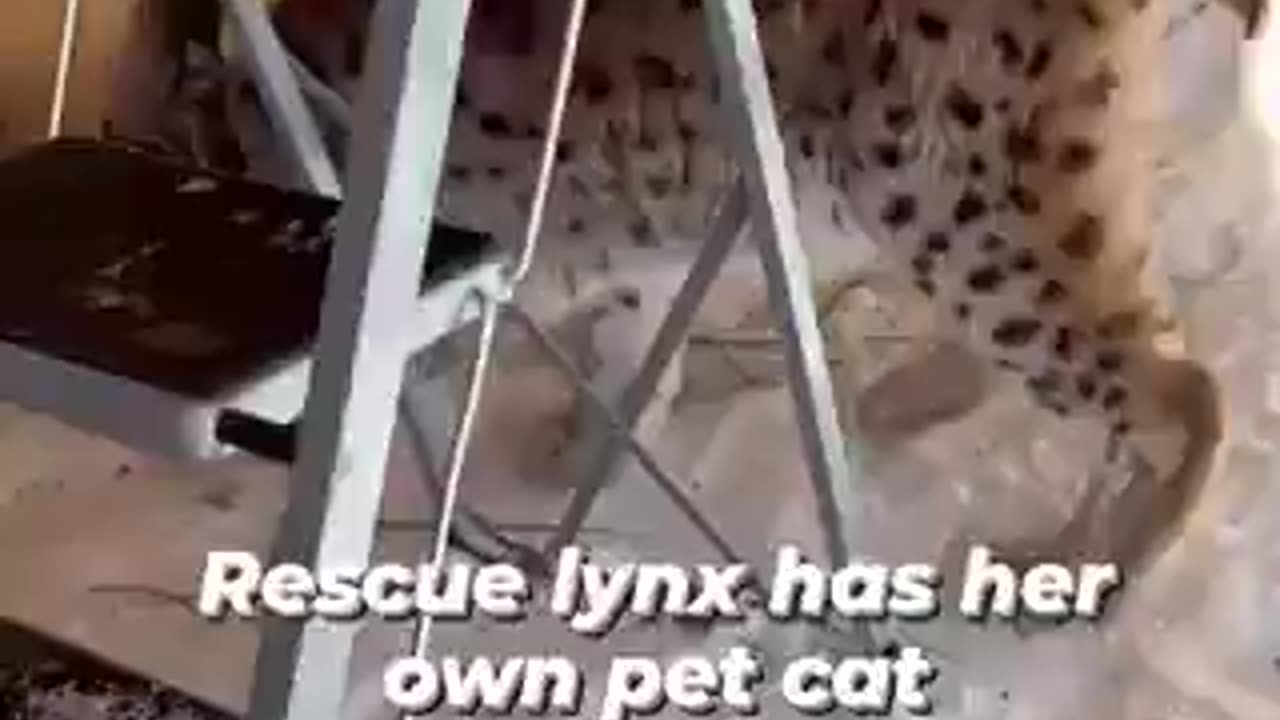 Lynx: "Ur my kitten."